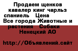 Продаем щенков кавалер кинг чарльз спаниель › Цена ­ 60 000 - Все города Животные и растения » Собаки   . Ненецкий АО